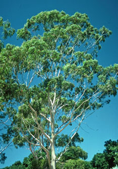 Corymbia Citriodora